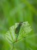 Calopteryx sp.